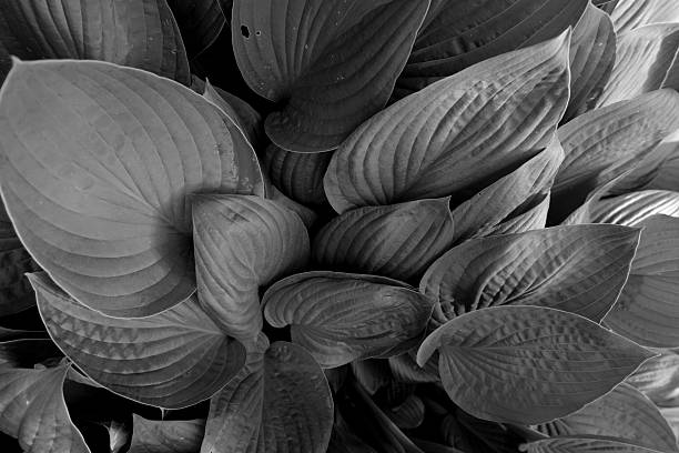 istock New, colorful Hosta Plant leaves close-up 540977368