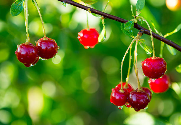 kwaśna wiśnia na drzewo - cherry cherry tree tree fruit zdjęcia i obrazy z banku zdjęć