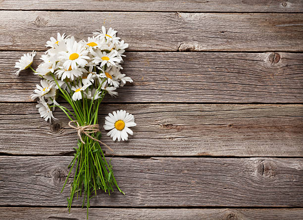 ramo de flores de manzanilla de margarita - herb chamomile flower arrangement flower fotografías e imágenes de stock