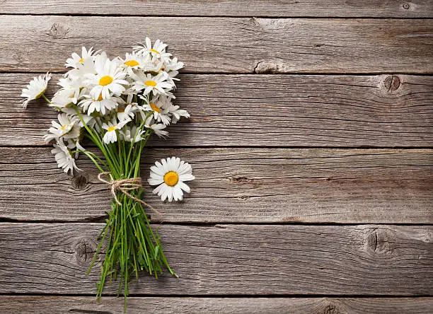 Daisy chamomile flowers on wooden background. View with copy space
