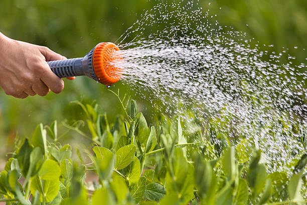 istock hand watering green peas in the vegetable garden 540978782