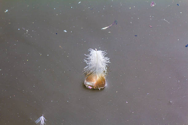 istock Solitary Feather in the Pond 540978890