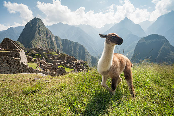 Llama in ancient city of Machu Picchu, Peru Animal overlooking ruins on the Inca citadel in the Andes Mountains and the river valley below brown llama on the field stock pictures, royalty-free photos & images