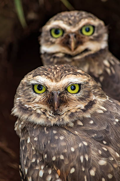 istock Close Up Owls looking at the camera 540979440