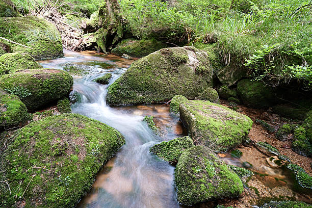 nationalpark harz - wanderurlaub zdjęcia i obrazy z banku zdjęć