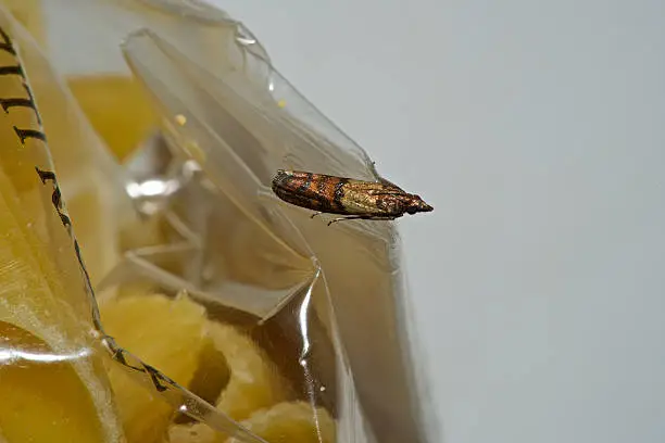 A close up photo of an Indian meal moth