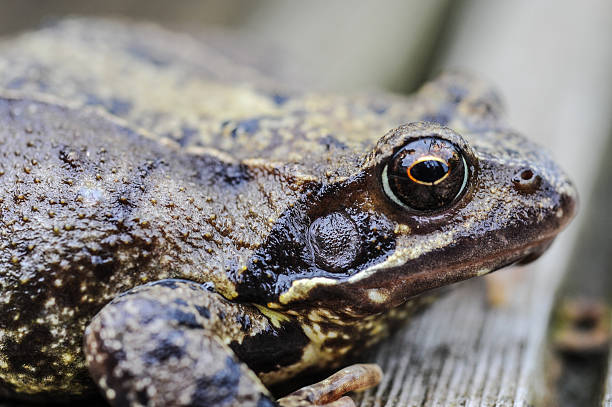 istock English Garden Frog 540981418