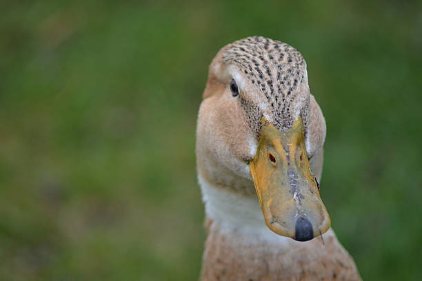 goose  - goose flying snake river sunset - fotografias e filmes do acervo