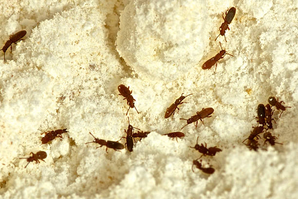 istock Sawtooth Grain Beetle Investation 540981530