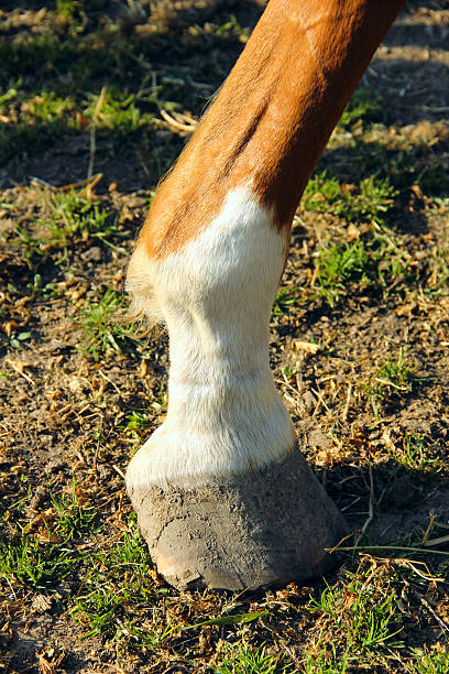 istock Horse hoof worn away 540981740