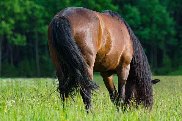 istock Horse on green meadow 540981748