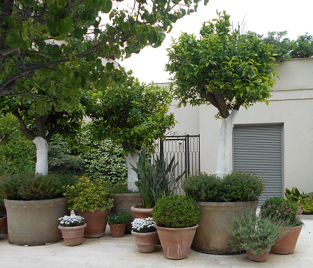 A group of potted plants arranged on the street, in front of the residential building 