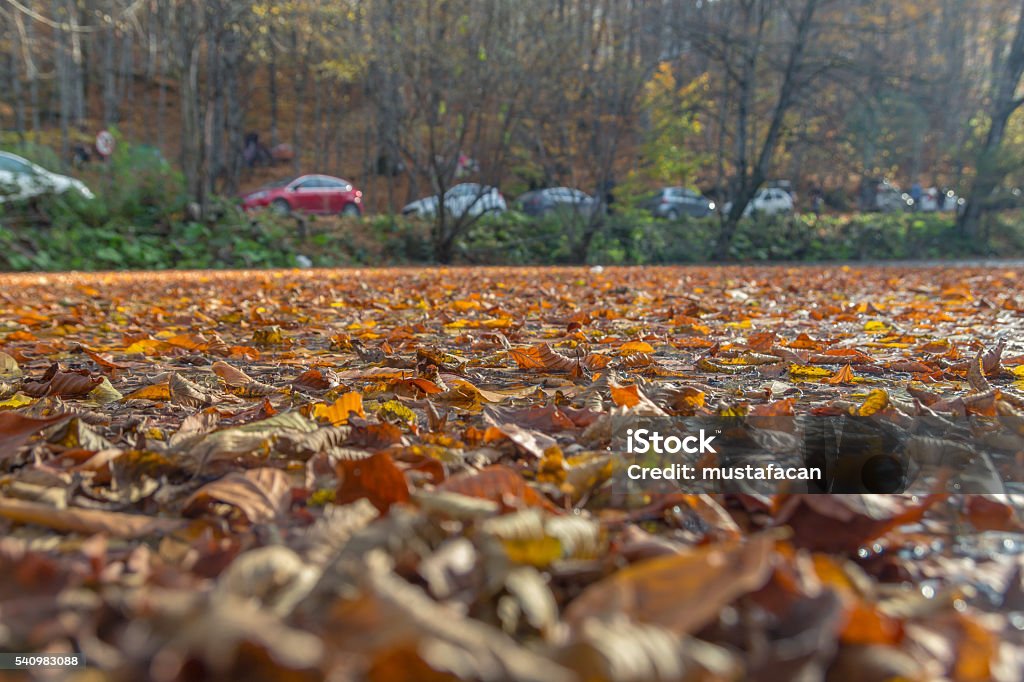 Autumn leaves falling on a beautiful lake Autumn leaves falling on a beautiful lake in the forest. Autumn Stock Photo