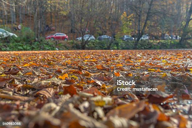 Autumn Leaves Falling On A Beautiful Lake Stock Photo - Download Image Now - Autumn, Branch - Plant Part, Dry
