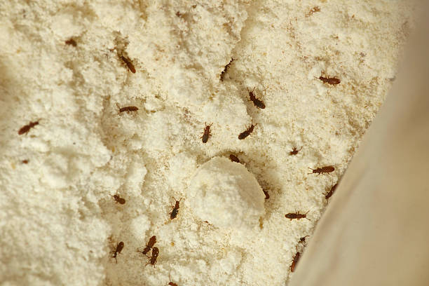 istock Sawtooth Grain Beetle Investation 540983154