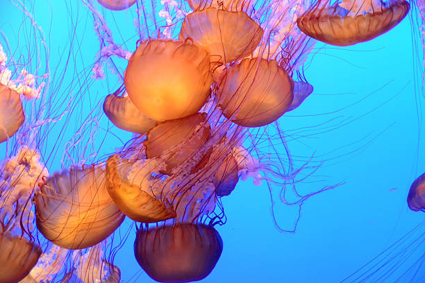 istock Jellyfish floating and swimming in the blue ocean 540984004