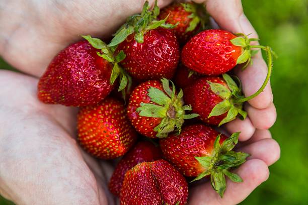 istock Male hands holding strawberries 540984190