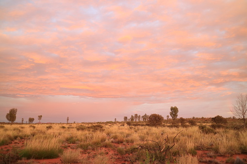 desert panorama in Northern Territories Australia just before sunrise with a beautiful orange cloudscape