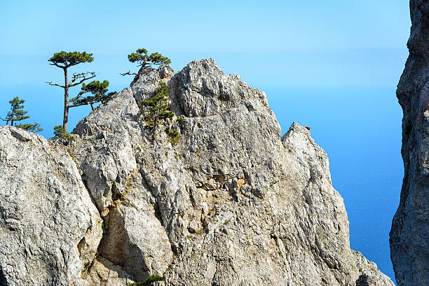 istock Trees on a rock in the Mount Ai-Petri, Crimea 540984338