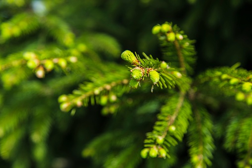 Young branches of spruce, natural background in forest