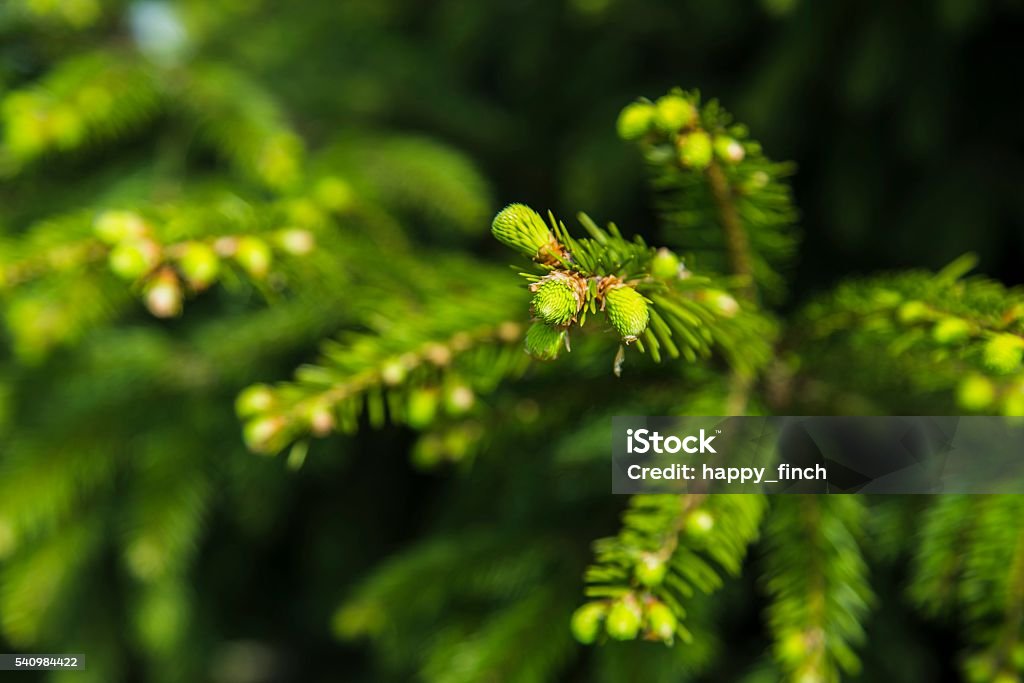 Young branches of spruce Young branches of spruce, natural background in forest Pine Wood - Material Stock Photo