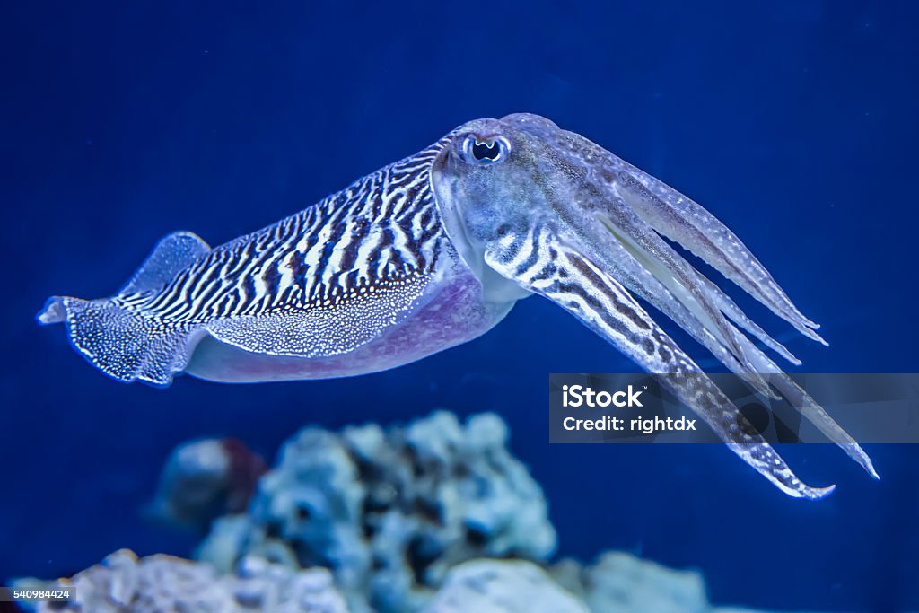 Common Cuttlefish The Common (European) Cuttlefish (Sepia officinalis) is generally found in the eastern North Atlantic, the English Channel and the Mediterranean Sea. It is a cephalopod, related to squid and octopus. Cuttlefish Stock Photo