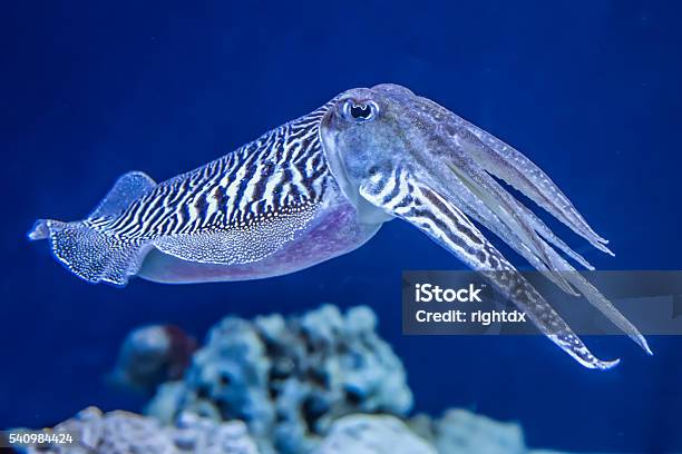 Common Cuttlefish Stock Photo - Download Image Now - Cuttlefish, Squid, Sea