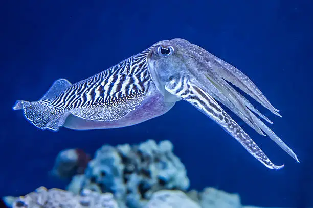 The Common (European) Cuttlefish (Sepia officinalis) is generally found in the eastern North Atlantic, the English Channel and the Mediterranean Sea. It is a cephalopod, related to squid and octopus.