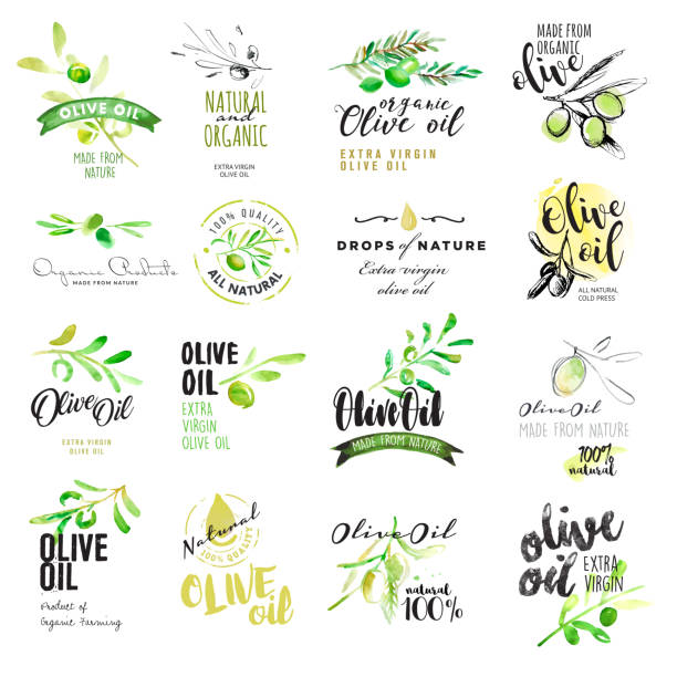 ilustrações, clipart, desenhos animados e ícones de conjunto de desenhado à mão em aquarela rótulos e elementos de azeite de oliva - olive green illustration and painting backgrounds watercolor painting