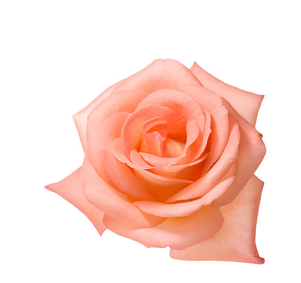 istock apricot pink valentine rose 540985670