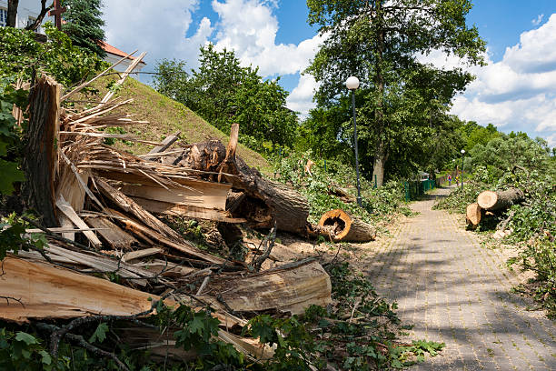 istock Destruction on the bike path after the hurricane winds 540985726