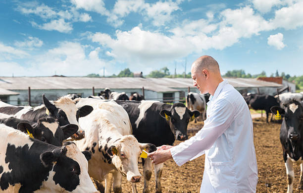 istock veterinarian on farm cows 540985908