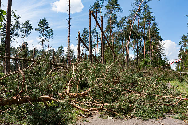istock Broken trees blocking the road after the hurricane winds 540986208