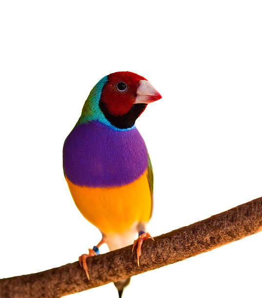 australiano finch gouldian vermelho cabeça pássaro macho isolado - gouldian finch - fotografias e filmes do acervo