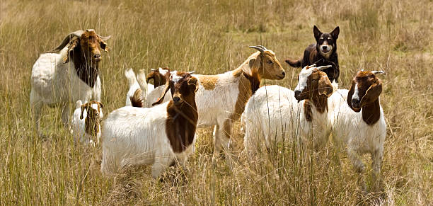 istock working dog australian kelpie herds goats 540986774