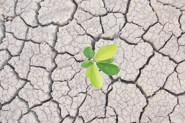 istock Plant in dried cracked top view background 540987180