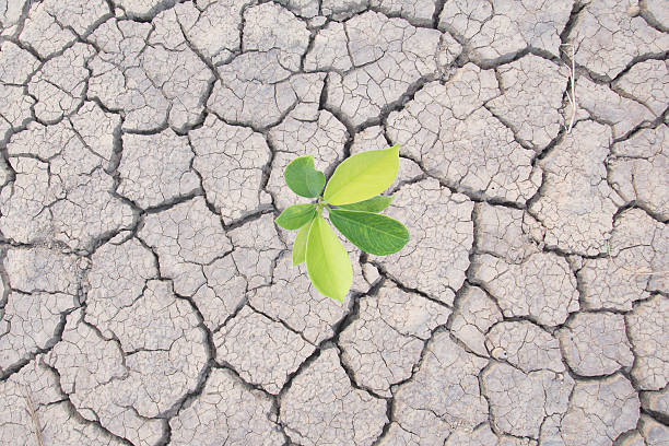 istock Plant in dried cracked top view background 540987302