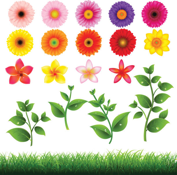 ilustraciones, imágenes clip art, dibujos animados e iconos de stock de grande de flor - tulip sunflower single flower flower