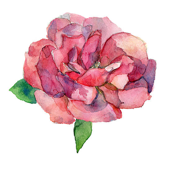 istock Red or pink rose flower watercolor drawing isolated 540989458