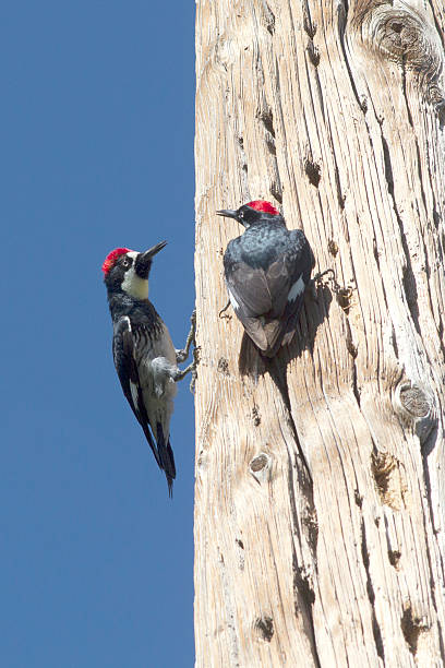 istock Acorn Woodpeckers 540990066
