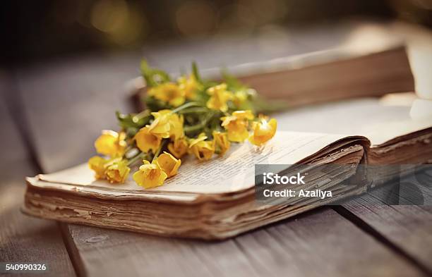 Old Open Book And Yellow Buttercups Stock Photo - Download Image Now - Ancient, Blossom, Blurred Motion