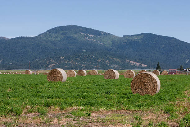 istock Bales of Hay 540990528