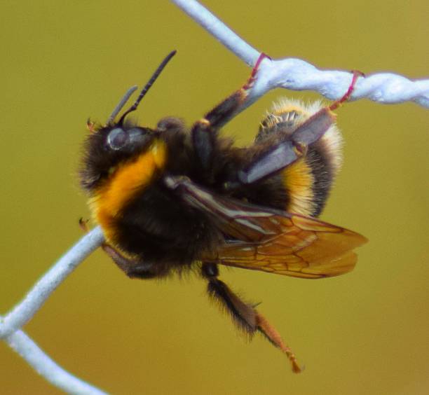 istock extreme close up bumble bee insect on wire macro 540990914