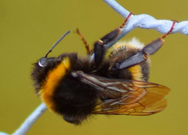 istock extreme close up bumble bee insect on wire macro 540990924