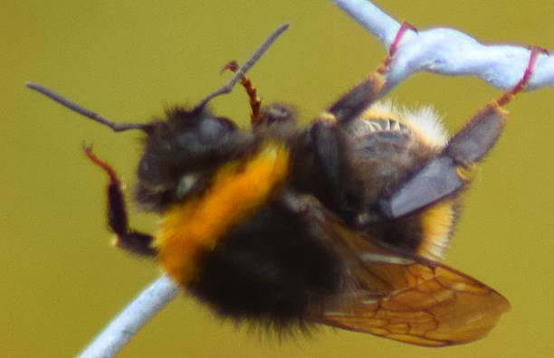 istock extreme close up bumble bee insect on wire macro 540990940