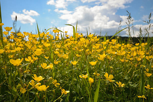 istock Yellow flowers in the meadow with clouds as background 540990950