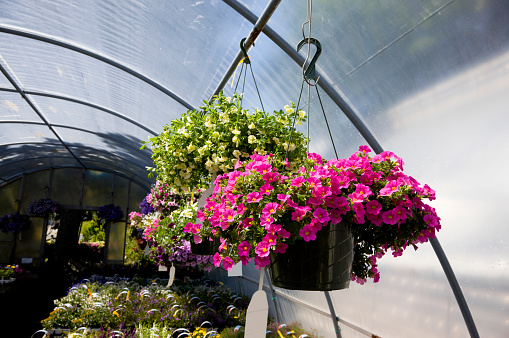 Hanging baskets with petunias in the greenhouse.