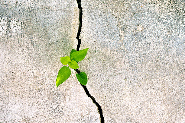 istock Plant growing in a concrete wall 540992128
