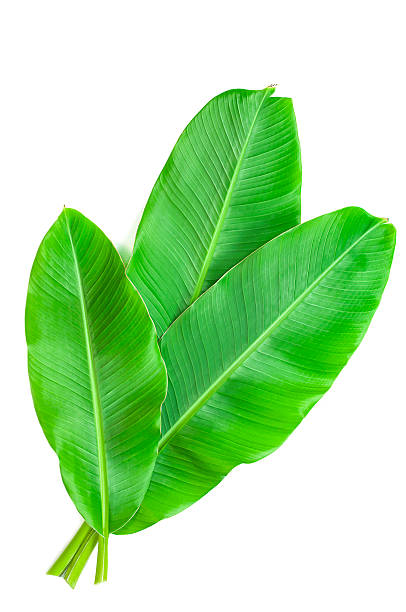 istock Banana leaves isolated over white 540994308
