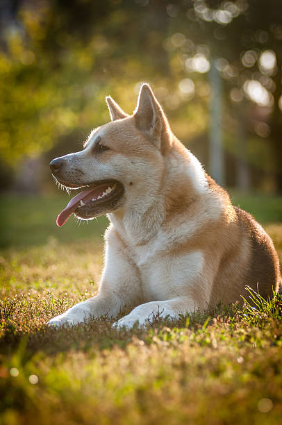 istock Shiba Inu outdoor 540995402